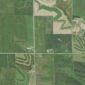 Report of cow moaning near cornfield by roadway