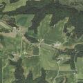 Loose bulls reported in cornfield near farm