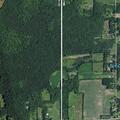 Tree blocking roadway on Ladue Road