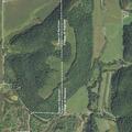 Loose cattle blocking road near Steuben