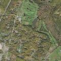 Loose dog running near Cotton Hill in Gilford