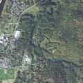 Loose dogs reported on Hemlock Road