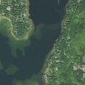 Loose cows causing traffic hazard on Lakeshore Drive