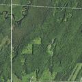 Loose cows reported near Scott Road in Crandon