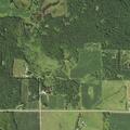 Loose pigs damaging field in Cushing Township