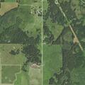 Loose cattle on road near Pioneer Road address