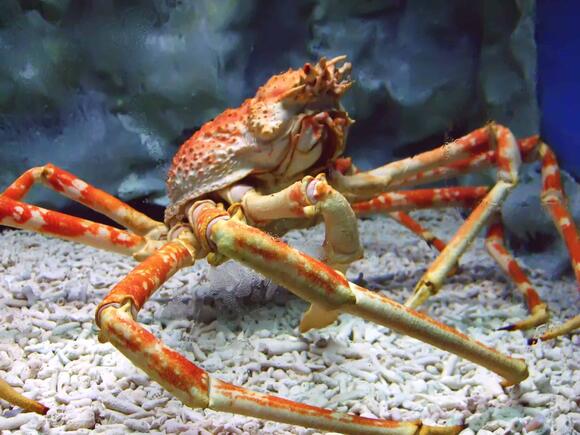 12 Wild Creatures That Can Regrow Entire Limbs - NewsBreak