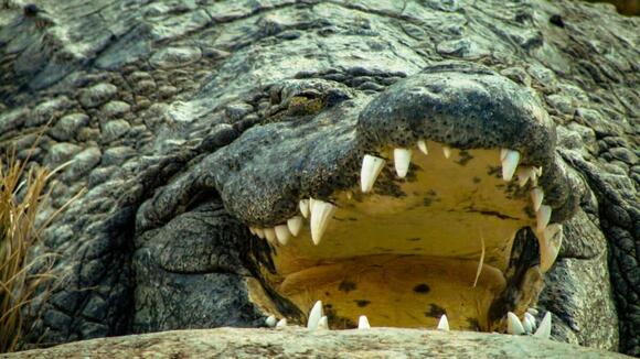 world-s-deadliest-crocodile-gustave-has-killed-over-300-people-for-fun
