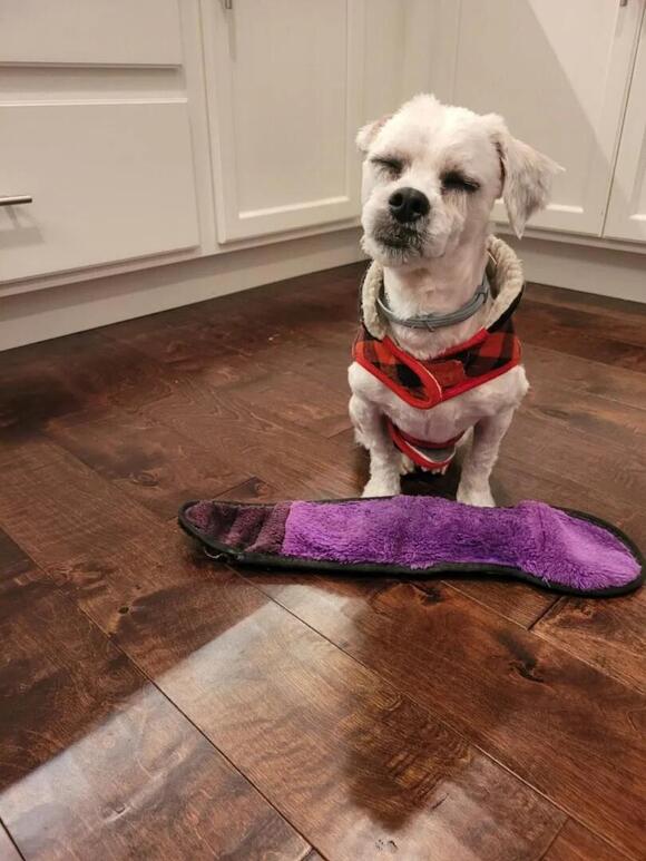 Owner of 13pound dog shot to death by Sturgeon cop sues officer, city