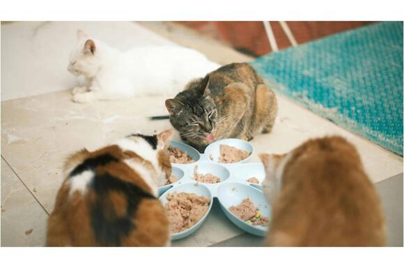 why-cats-are-picky-eaters-and-how-to-handle-it-newsbreak
