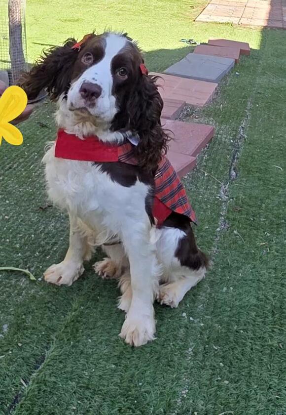 🐶 Gentle, Family-Friendly Dogs Waiting for Adoption in Fallbrook ...