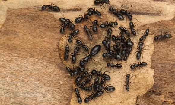 discover-14-smells-that-ants-absolutely-hate-newsbreak