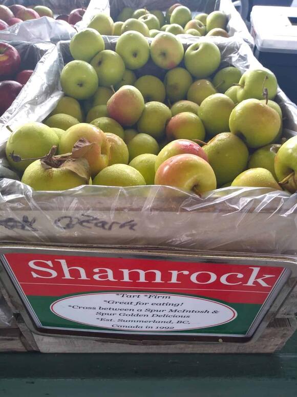 not-all-green-apples-are-tart-sweet-varieties-you-need-to-try-newsbreak