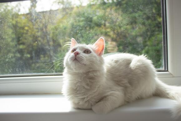 10-things-that-make-indoor-cats-happy-and-4-that-do-not-newsbreak