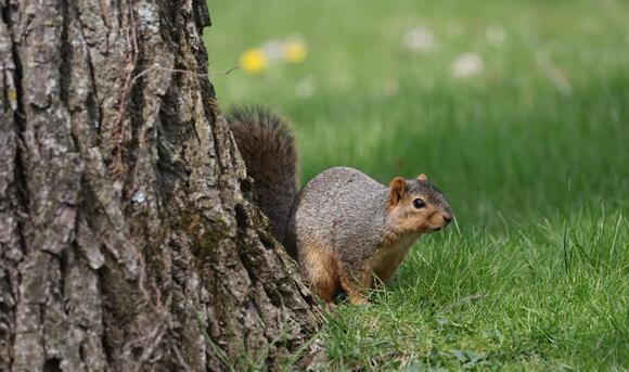 The Unexpected Visitor: What Seeing a Squirrel or Chipmunk Teaches Us ...