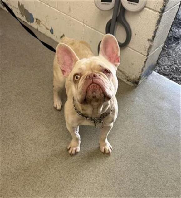 🐶 Playful, Gentle & Loyal Dogs Ready for Adoption in San Bernardino ...
