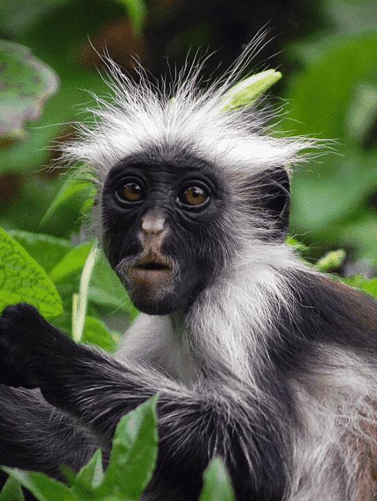 21 Most Endangered Primates – That You’ve Never Even Heard Of - NewsBreak
