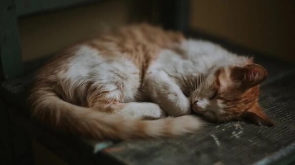 The Strongest Emotional Signals Cats Send Through Their Tails - NewsBreak