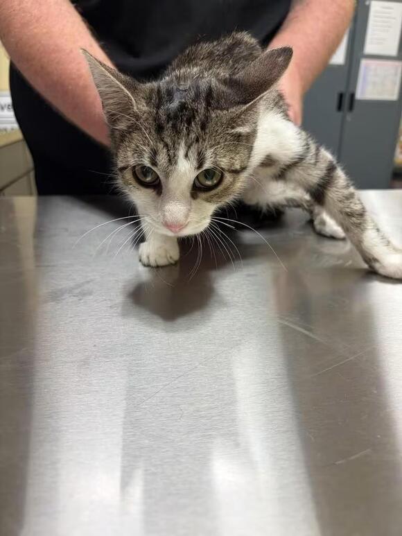 🐱 Sweet Florence Cats Ready for Adoption at Local Shelter - NewsBreak