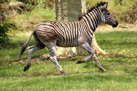 How Zebras Use Their Stripes to Confuse Predators - NewsBreak