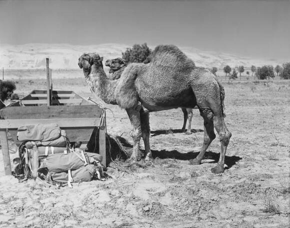 Camel days: From ‘The Ten Commandments’ to San Diego Zoo movie stars ...