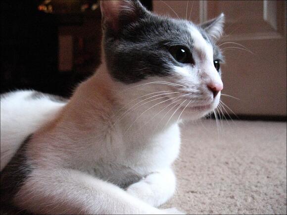 10 Cat Breeds With a Natural “Smiling” Expression - NewsBreak