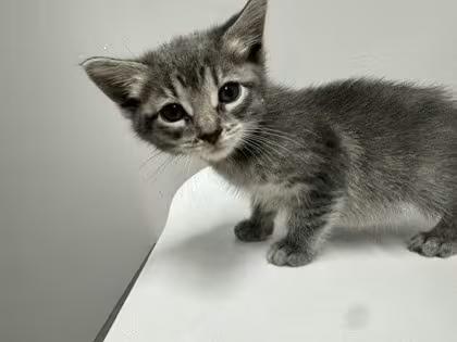 🐱 Sweet Pequot Lakes Cats Ready for Adoption Into Loving Homes - NewsBreak