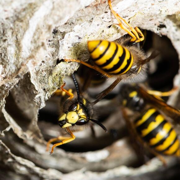 How to Make a Quick Fake Wasp Nest to Keep Them Away From Your Patio ...