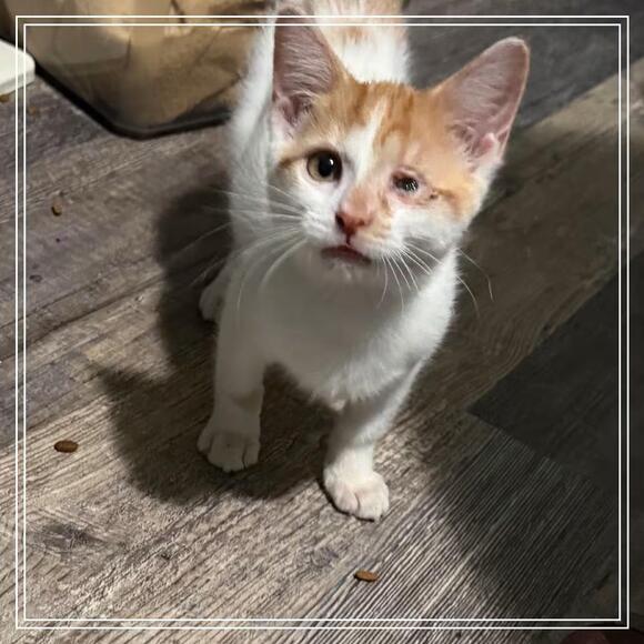 🐱 Playful & Sweet Cats Ready for Adoption in Dayton, Ohio - NewsBreak