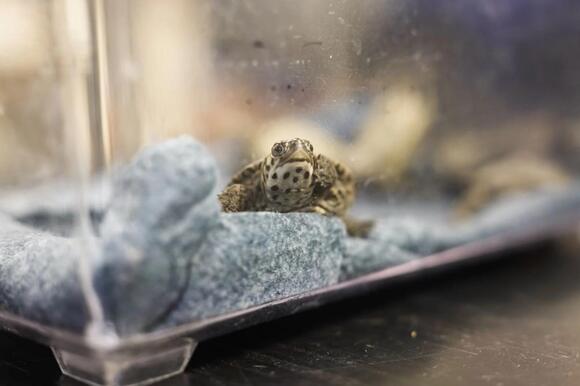 Rescued baby turtles get a second chance at NJ science center - NewsBreak