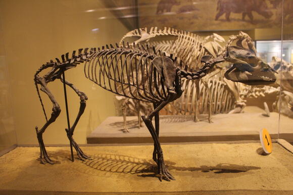 Was This Dinosaur Sick, Injured or Just Deformed - NewsBreak