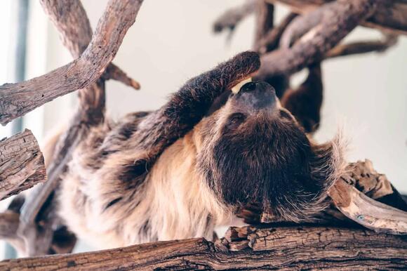 How Sloths Help Support Mini-Ecosystems in Their Fur - NewsBreak