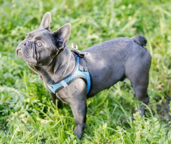 French Bulldog Colors: Full List from Most Common to Rarest - NewsBreak