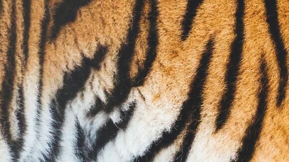 20 Animal Prints That Went From Tacky To Timeless - NewsBreak