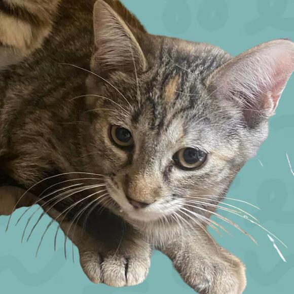 🐱 Gentle Adult Cats & Playful Kittens Ready for Adoption in Reno ...