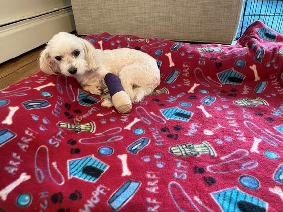 As veterinary costs climb, private equity ownership of clinics draws ...