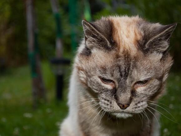 13 Gentle Signals an Elderly Cat Gives That Vets Say Arrive Long Before ...