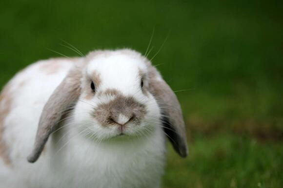 Rabbit Hunting Season in Ohio: Dates, Limits, and Rules for 2026-27 ...