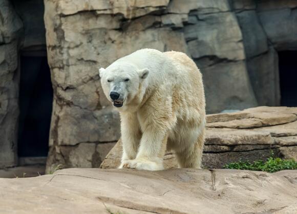 10 U.S. Zoos That Have Housed Giant Pandas - NewsBreak