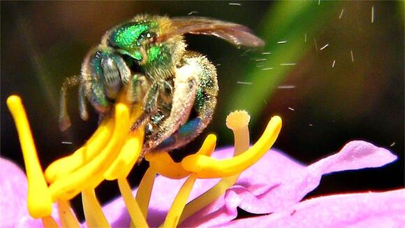 How Animals Help Shape U.S. Ecosystems - NewsBreak