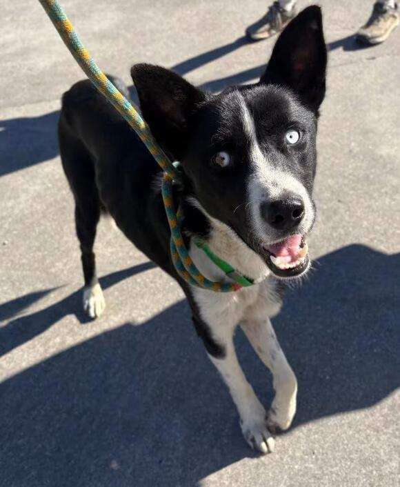 🐶 Playful Mixed-Breed Dogs Ready for Adoption in Rome, GA - NewsBreak