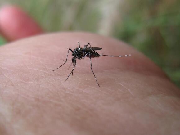 10 Types of Mosquitoes in the United States and How to Identify Them ...