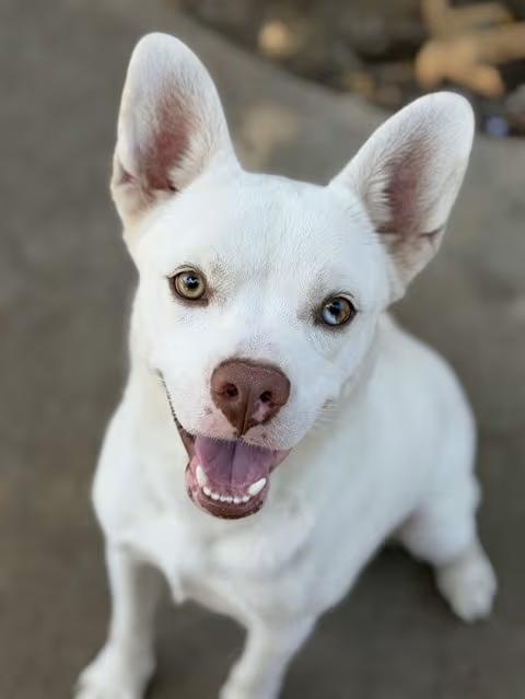 🐶 Playful, Gentle & Senior Dogs Ready for Adoption in Chula Vista ...