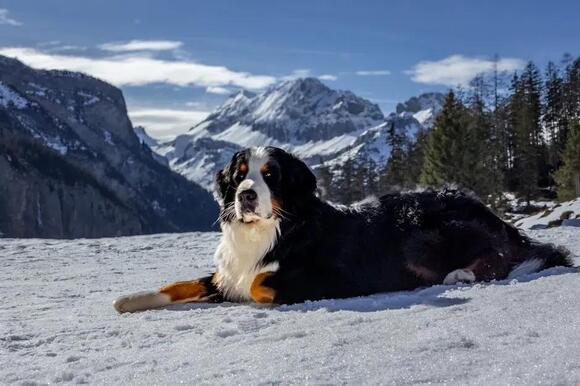 Top 10 Most Popular Dog Breeds in Colorado - NewsBreak