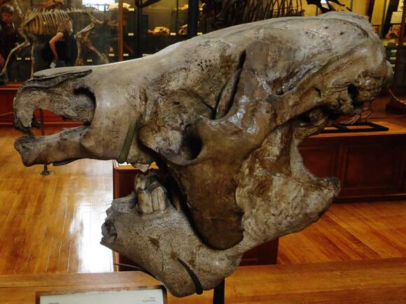 The Giant Sloth That Used Its Claws Like Swords - NewsBreak