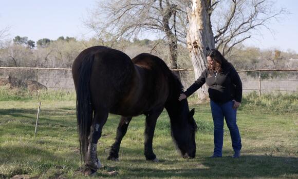 U of A plans to sell Al-Marah equine center - NewsBreak