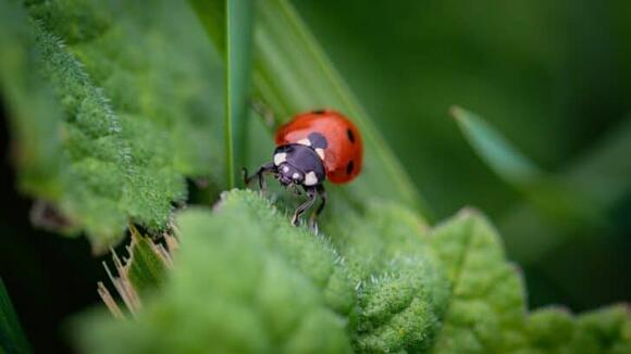 17 Insect Species That Behave Like Mammals - NewsBreak