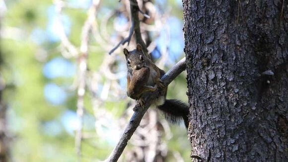 Squirrels Sometimes Adopt Orphaned Babies - NewsBreak