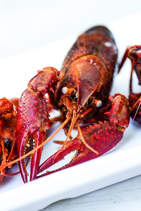 Crawfish Price Trends: What To Expect This Spring In Louisiana - NewsBreak