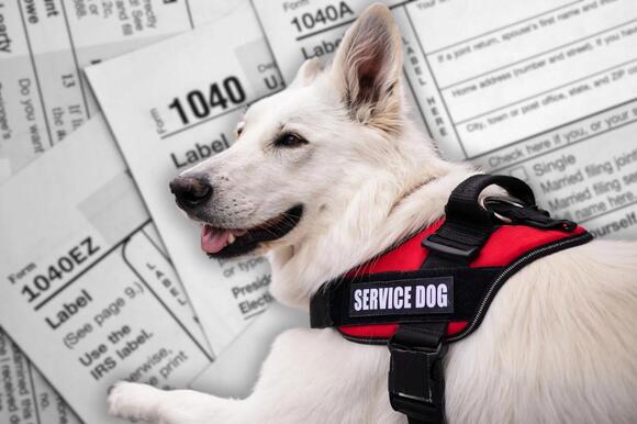 New Yorkers Can Now Claim Pet Tax in 2026 - NewsBreak